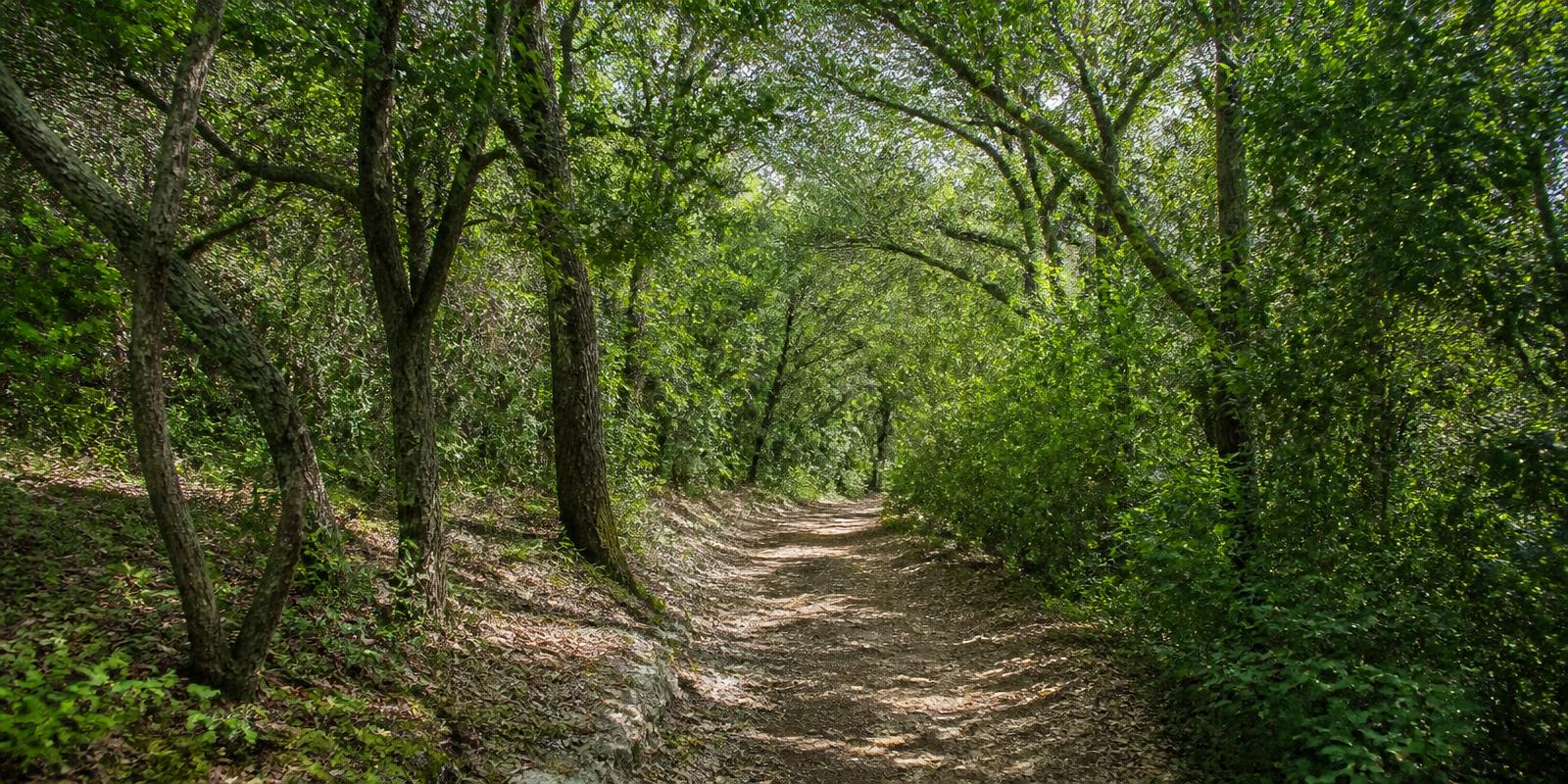 Wooded hiking trail winding through dense Hill Country forest